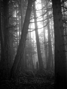 Black and white forest photo