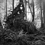 Black and white forest photo