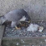 Hawk feeding baby bird in pebbly nest