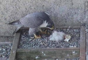 Hawk feeding baby bird in pebbly nest
