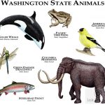 Washington State Animals poster