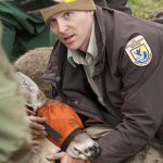 US Fish & Wildlife Service helping fallen deer