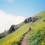 Hiker along mountain trail surrounded by yellow flowers
