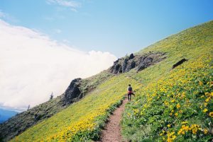 Hiker along mountain trail surrounded by yellow flowers