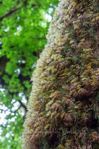 Tree trunk ecology in bloom