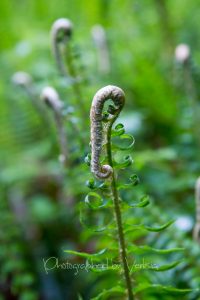 Washington State ferns and vegetation