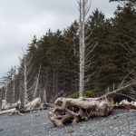 Bare trees along pebbled shore