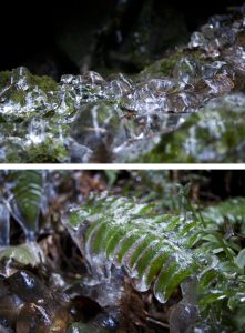 Ferns and moss freshly frozen in ice