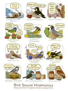 Bird sound mnemonics infographic