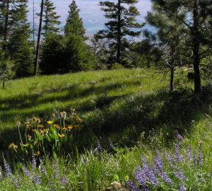 Flowers, trees, and grass on mountainside