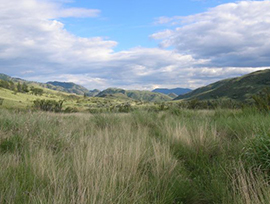 Grasslands and rolling hills in Ferry County